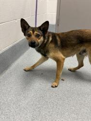 Shelter Stray Male Dog last seen Near , 2600 S Harding St, Indianapolis, IN 46221, USA