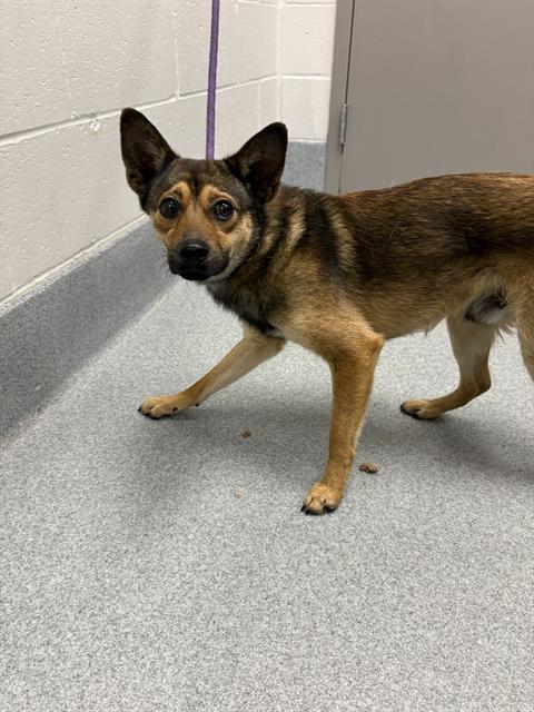 Shelter Stray Male Dog last seen Near , 2600 S Harding St, Indianapolis, IN 46221, USA