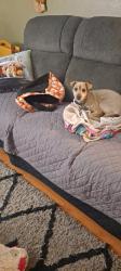 Lost Male Dog last seen Near W Thunderbird Rd, Peoria, AZ 85381