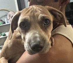 Shelter Stray Female Dog last seen JOHNS LAKE RD/HWY 27 CLERMONT 34711, 12280 County Rd 448, Tavares, FL 32778, USA