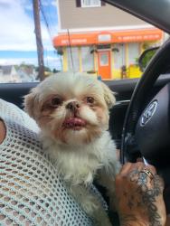 Reunited Female Dog last seen el paraíso , Bridgeport, CT 06609
