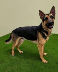Shelter Stray Male Dog last seen , 38550 Sierra Hwy, Palmdale, CA 93550, USA
