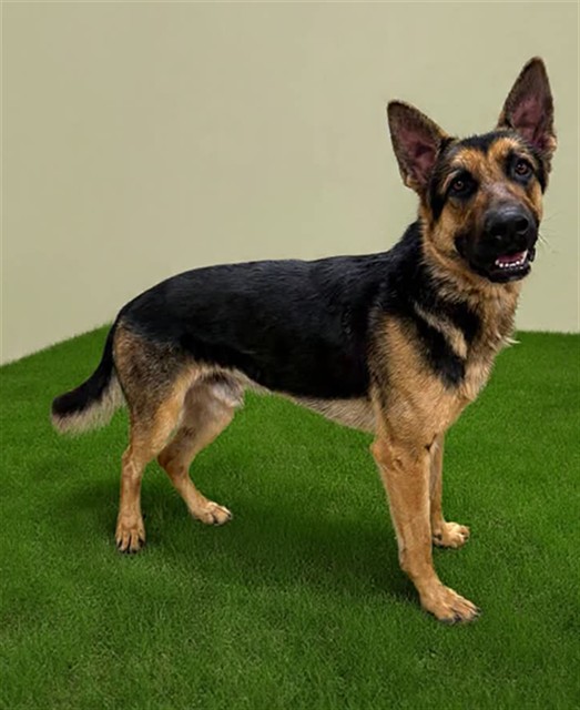 Shelter Stray Male Dog last seen , 38550 Sierra Hwy, Palmdale, CA 93550, USA
