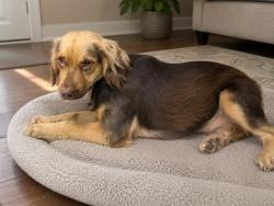 Shelter Stray Female Dog last seen Near BLOCK BAY DR., 3599 NW 79th Ave, Doral, FL 33122, USA