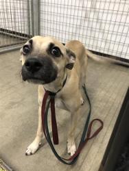 Shelter Stray Female Dog last seen Near BLOCK N FIRST ST, FRESNO CA 93703 4078, 5277 E Airways Blvd, Fresno, CA 93727, USA