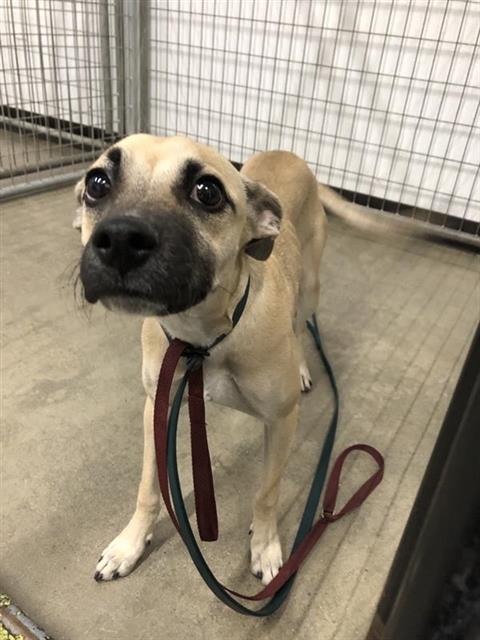 Shelter Stray Female Dog last seen Near BLOCK N FIRST ST, FRESNO CA 93703 4078, 5277 E Airways Blvd, Fresno, CA 93727, USA