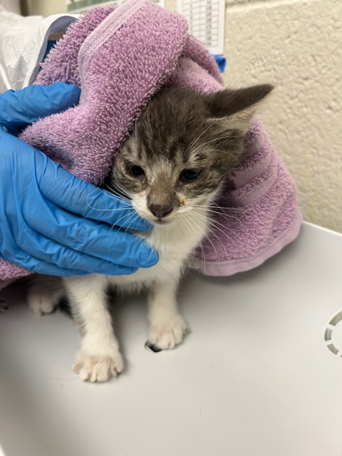 Shelter Stray Male Cat last seen Near BLOCK W 63RD AVE, 12155 Park Blvd, Brighton, CO 80601, USA