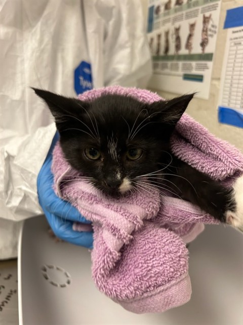 Shelter Stray Female Cat last seen Near BLOCK W 63RD AVE, 12155 Park Blvd, Brighton, CO 80601, USA
