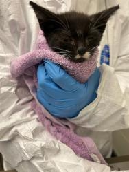 Shelter Stray Male Cat last seen Near BLOCK W 63RD AVE, 12155 Park Blvd, Brighton, CO 80601, USA