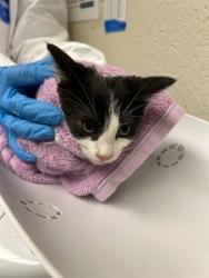 Shelter Stray Female Cat last seen Near BLOCK W 63RD AVE, 12155 Park Blvd, Brighton, CO 80601, USA
