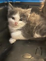 Shelter Stray Female Cat last seen Near BLOCK W 63RD AVE, 12155 Park Blvd, Brighton, CO 80601, USA