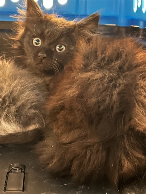 Shelter Stray Female Cat last seen Near BLOCK W 63RD AVE, 12155 Park Blvd, Brighton, CO 80601, USA