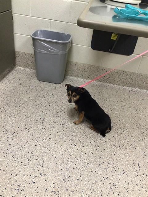 Shelter Stray Male Dog last seen Near BLOCK ROARING FORK ST, 12155 Park Blvd, Brighton, CO 80601, USA
