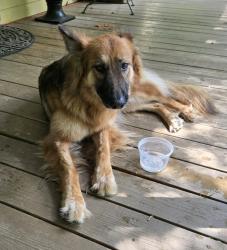 Found/Stray Female Dog last seen Deboe Road and Hwy 150, Summerfield, NC 27358
