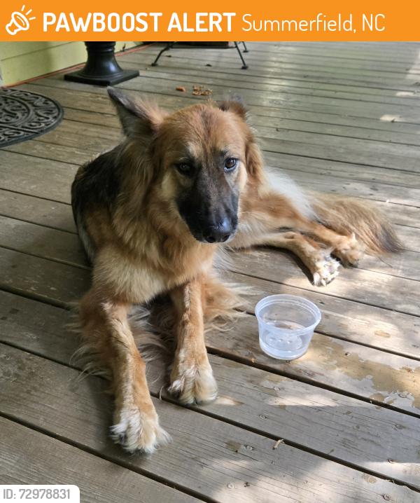 Found/Stray Female Dog last seen Deboe Road and Hwy 150, Summerfield, NC 27358