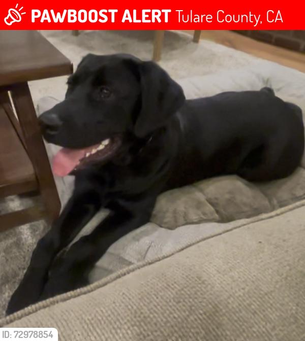 Lost Male Dog last seen Road 80 and Avenue 328, Tulare County, CA 93291