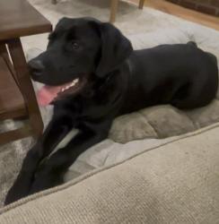 Lost Male Dog last seen Road 80 and Avenue 328, Tulare County, CA 93291