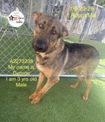 Shelter Stray Male Dog last seen , 1850 W 60th St, Los Angeles, CA 90047, USA