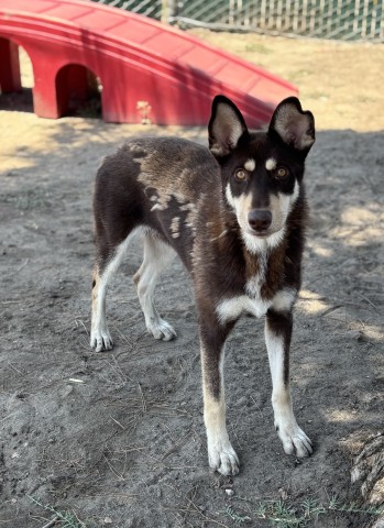 Shelter Stray Female Dog last seen E 38TH ST X N WATERMAN AVE, 333 Chandler Pl, San Bernardino, CA 92408, USA