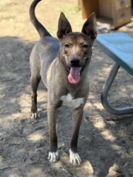 Shelter Stray Female Dog last seen MTN. VIEW X KING ST, 333 Chandler Pl, San Bernardino, CA 92408, USA