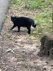 Found/Stray Unknown Cat last seen Trail Marker 15, near Swans Neck Way and Ridge Heights Rd., Reston, VA 20191