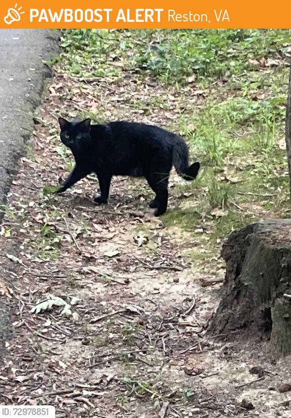 Found/Stray Unknown Cat last seen Trail Marker 15, near Swans Neck Way and Ridge Heights Rd., Reston, VA 20191