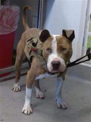 Shelter Stray Male Dog last seen SUTTER/ DIVISADERO, San Francisco, CA 94103