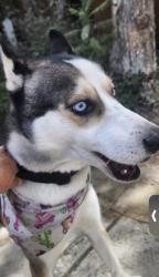 Reunited Male Dog last seen Rosecrans and Flatbush, Norwalk, CA 90650
