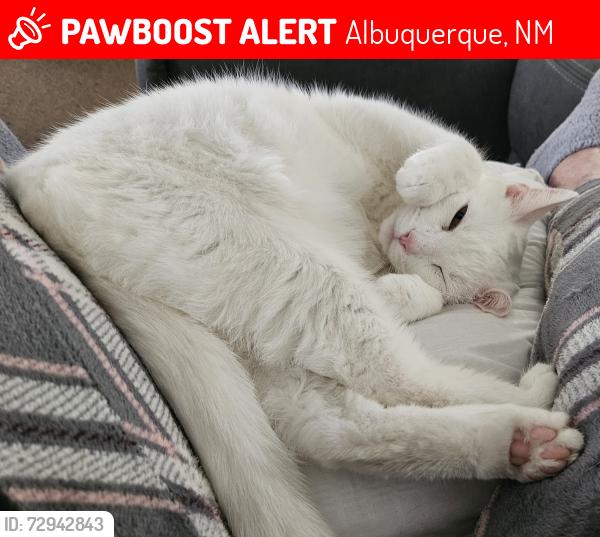 Lost Male Cat last seen Louisiana between San Antonio and Paseo Del Norta at North Hills Mobile Home Park, Albuquerque, NM 87109