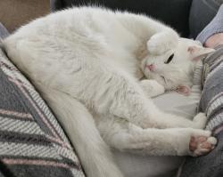 Lost Male Cat last seen Louisiana between San Antonio and Paseo Del Norta at North Hills Mobile Home Park, Albuquerque, NM 87109