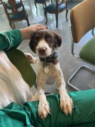 Lost Female Dog last seen Dead end of Green Tree Road, Houston, TX 77056