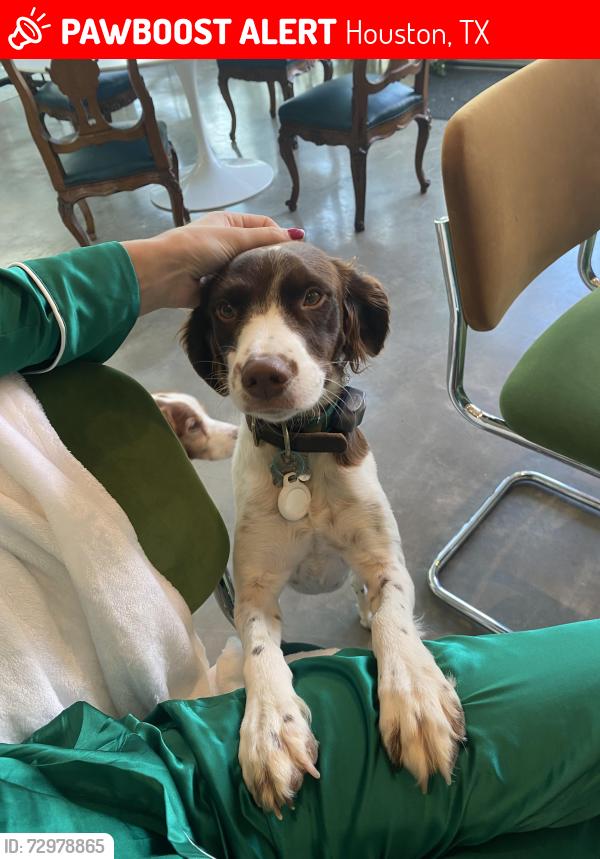 Lost Female Dog last seen Dead end of Green Tree Road, Houston, TX 77056