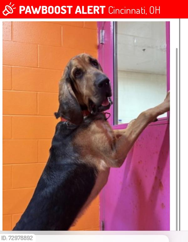 Lost Male Dog last seen Dog Trot, Cincinnati, OH 45248