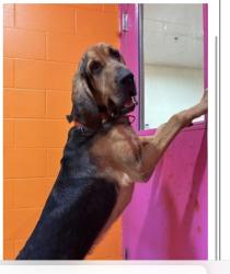 Lost Male Dog last seen Dog Trot, Cincinnati, OH 45248