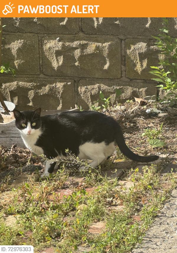 Found/Stray Unknown Cat last seen Antoinette’s , Hastings-on-Hudson, NY 10706