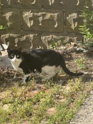 Found/Stray Unknown Cat last seen Antoinette’s , Hastings-on-Hudson, NY 10706