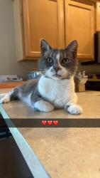 Reunited Female Cat last seen Red Bug Lake Park, Seminole County, FL 32707