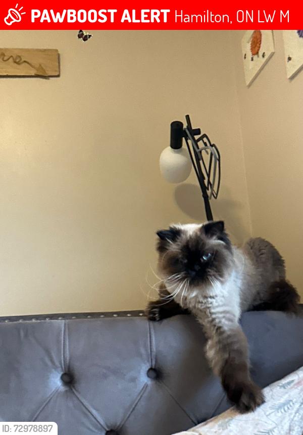 Lost Female Cat last seen Rymal Road, Hamilton, ON L8W 3M5