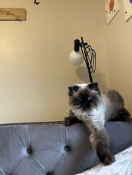 Lost Female Cat last seen Rymal Road, Hamilton, ON L8W 3M5