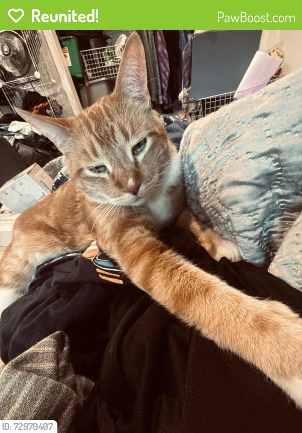 Reunited Male Cat last seen Extension and main st, Mesa, AZ 85201