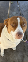 Found/Stray Male Dog last seen Around camelback and n 86th, Glendale, AZ 85305