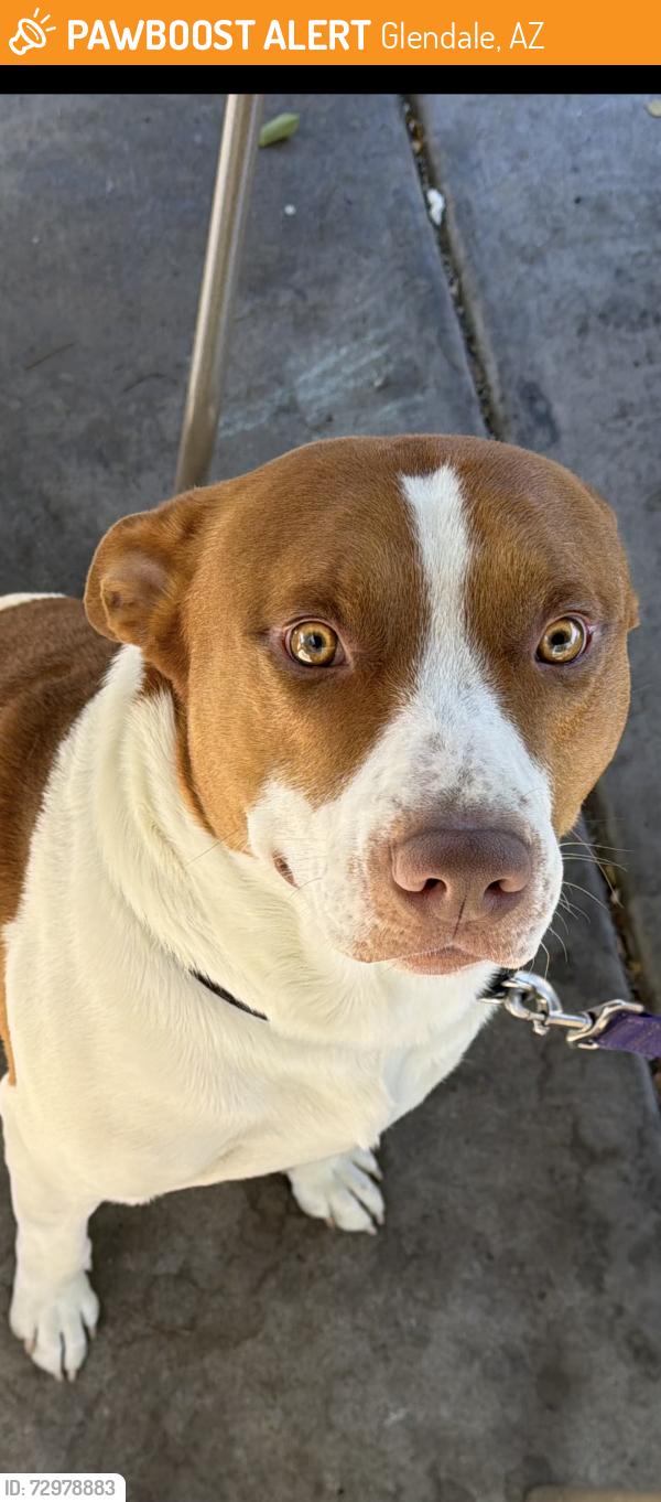 Found/Stray Male Dog last seen Around camelback and n 86th, Glendale, AZ 85305