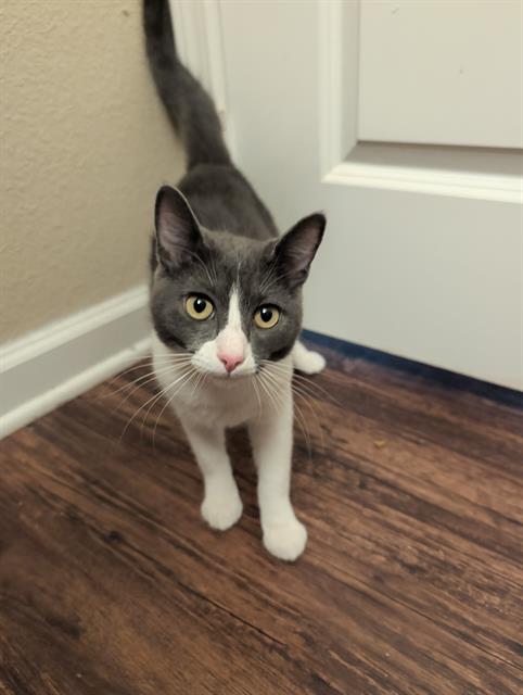 Shelter Stray Male Cat last seen , 4710 TX-151, San Antonio, TX 78227, USA
