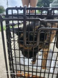 Shelter Stray Female Cat last seen SAN JOAQUIN, 4710 TX-151, San Antonio, TX 78227, USA