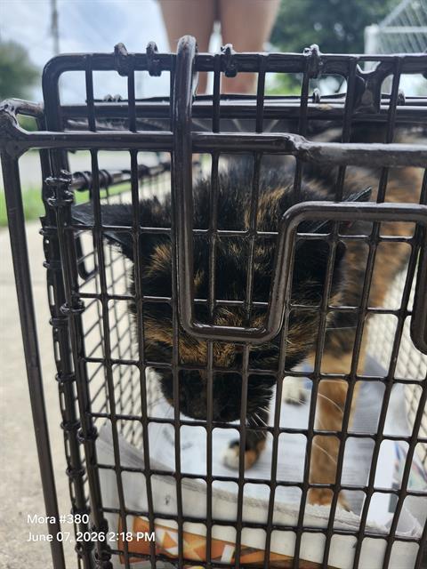 Shelter Stray Female Cat last seen SAN JOAQUIN, 4710 TX-151, San Antonio, TX 78227, USA