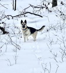 Lost Female Dog last seen Boyd flts RD, Roland, OK 74954