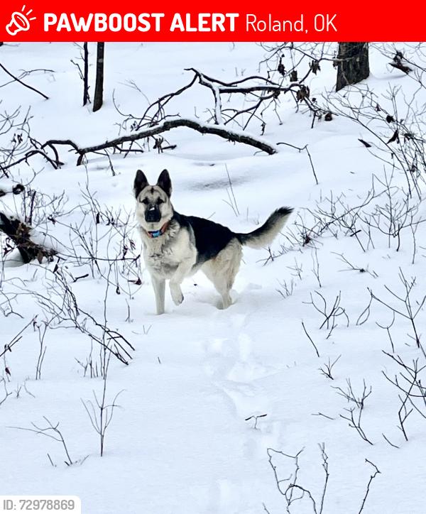 Lost Female Dog last seen Boyd flts RD, Roland, OK 74954