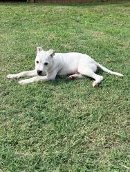 Reunited Male Dog last seen Franklin LimeStone and Forge Circle, Nashville, TN 37217