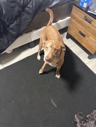 Lost Female Dog last seen Cimmaron and Mason, Katy, TX 77450
