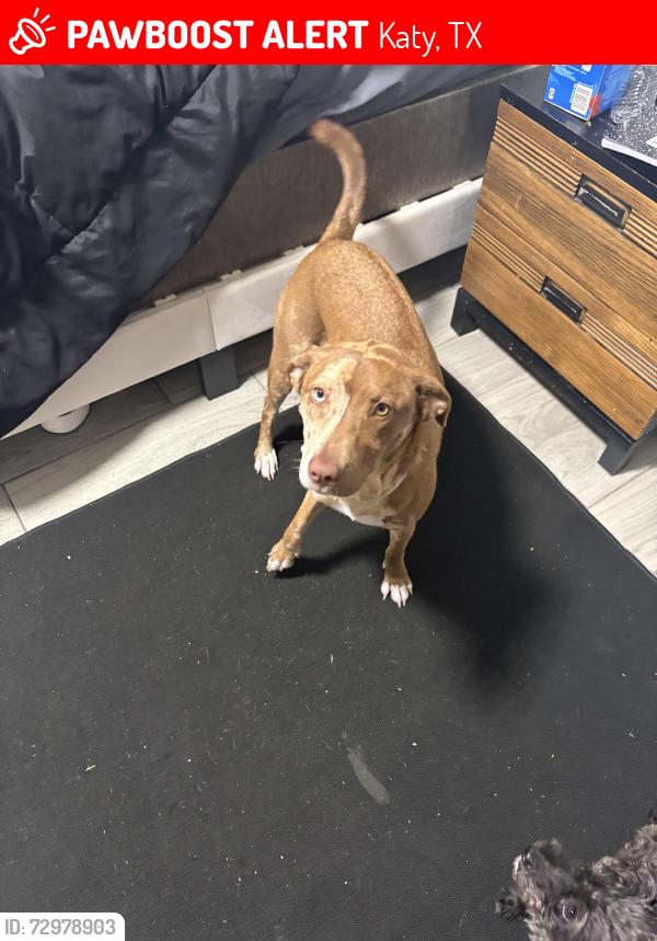 Lost Female Dog last seen Cimmaron and Mason, Katy, TX 77450